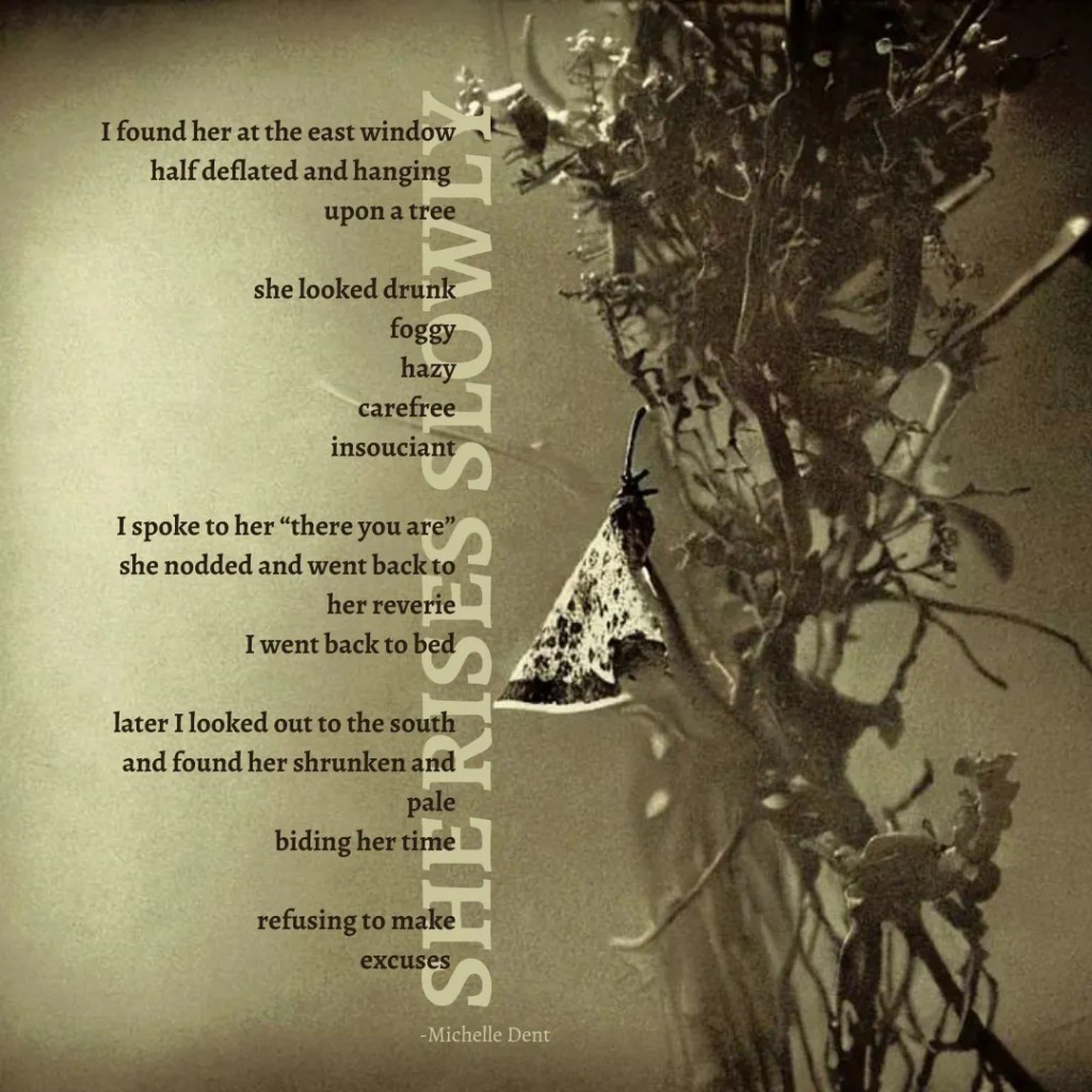 a poem by Michelle Dent called SHE RISES SLOWLY is superimposed over an image of a moth clinging to a bush
