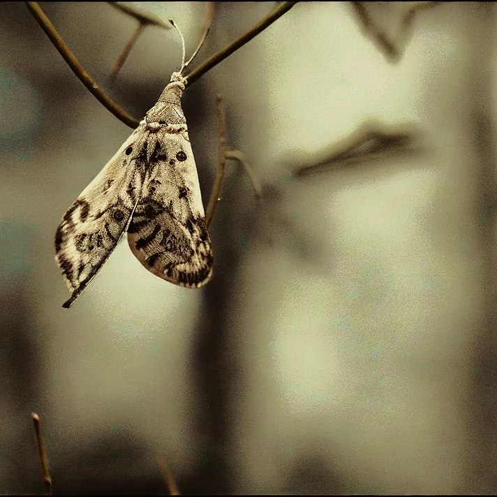 she rises slowly - a moth hangs from a twig