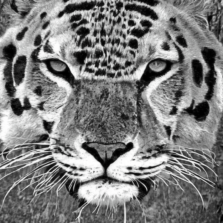 winter - a brave and honest leopard