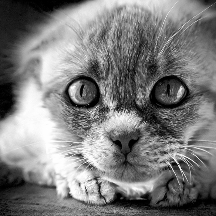 winter - a scared kitten